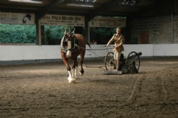 Horses help to build self confidence, communication and leadership skills, building business performance and productivity, Hush Farms offers a venue with room hire for business conferences